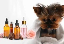 Salmon Oil for Dogs