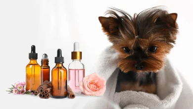 Salmon Oil for Dogs