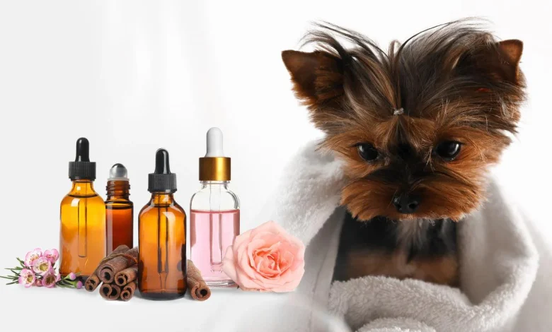 Salmon Oil for Dogs