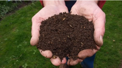 What Is a Compost Delivery Service and How Does It Benefit Your Garden?